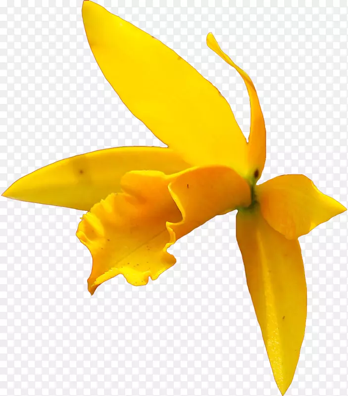 春天黄色的小花