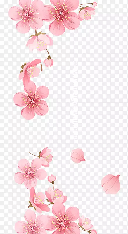 飘落的粉色花朵图