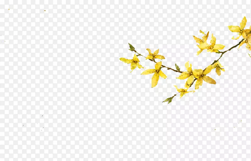 手绘黄色迎春花图案
