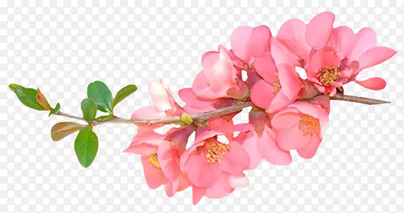 芍药花水墨画
