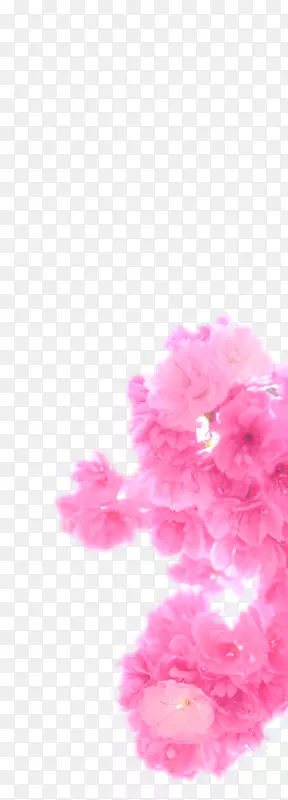 边装饰粉红色樱花