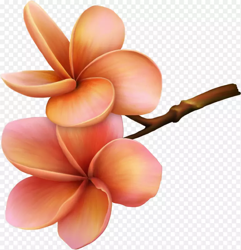 手绘鲜花春季素材16