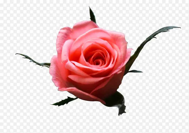 玫瑰-粉红色的玫瑰