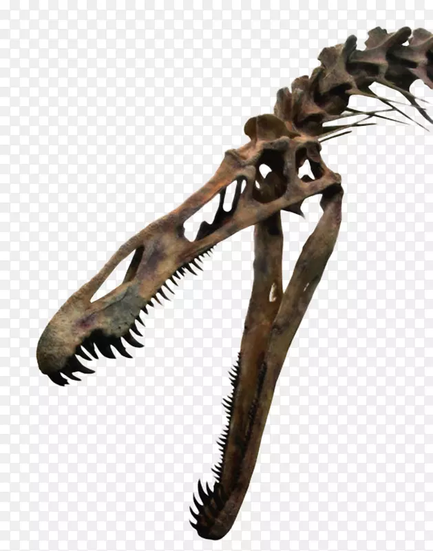 巨型食肉动物恐龙化石实物