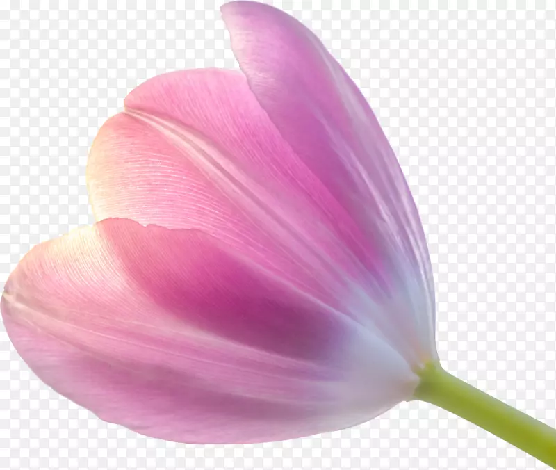 春天绿色粉色紫色郁金香花