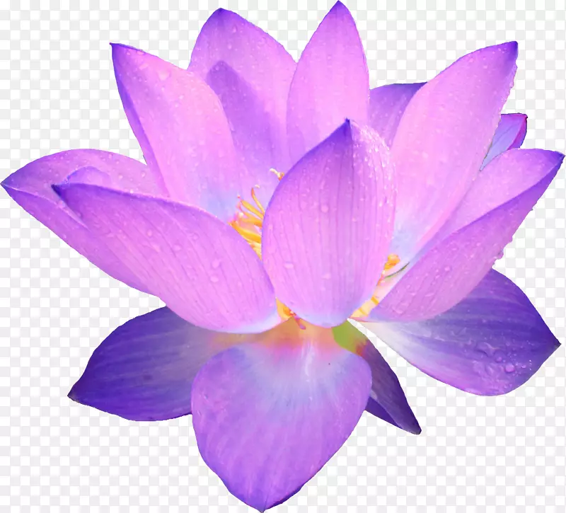 春天绿色紫色莲花荷花