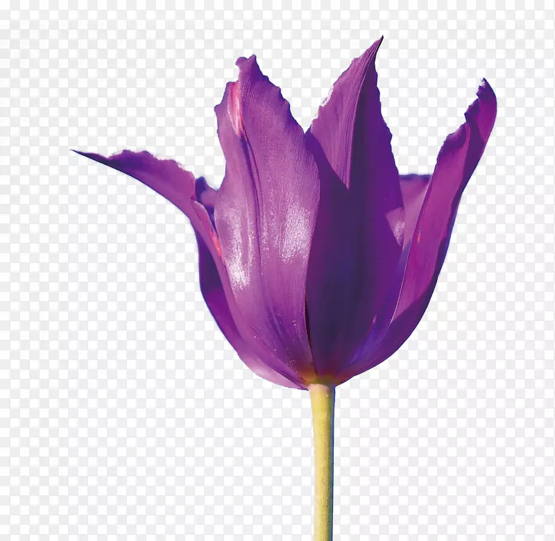 紫色 花朵 植物 清新 简约