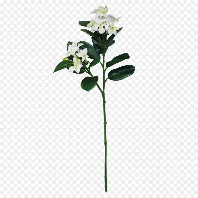 一支美丽的白色花束