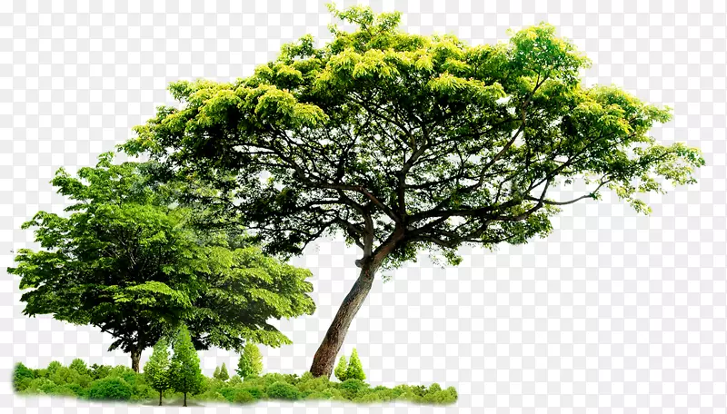 热带绿树矢量元素