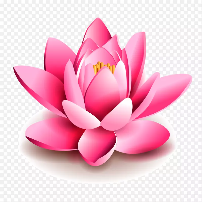 一朵3D的粉色莲花