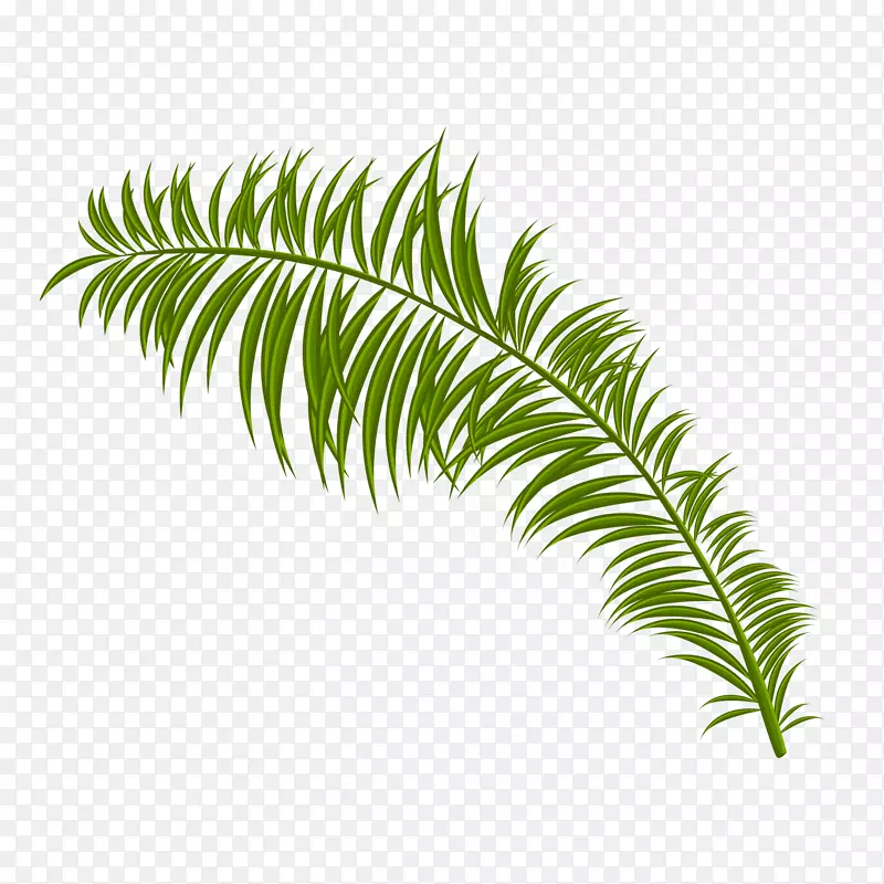 一根绿色的棕榈树叶子