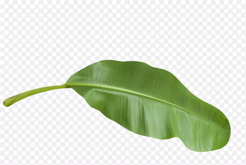 热带植物叶子3