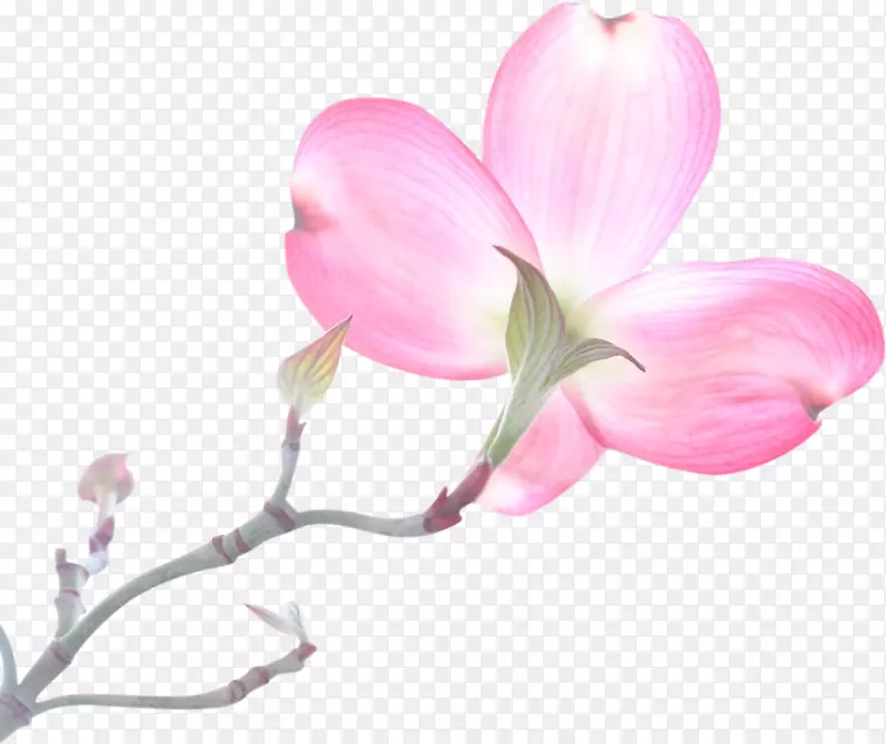 春天绽放的粉色花朵