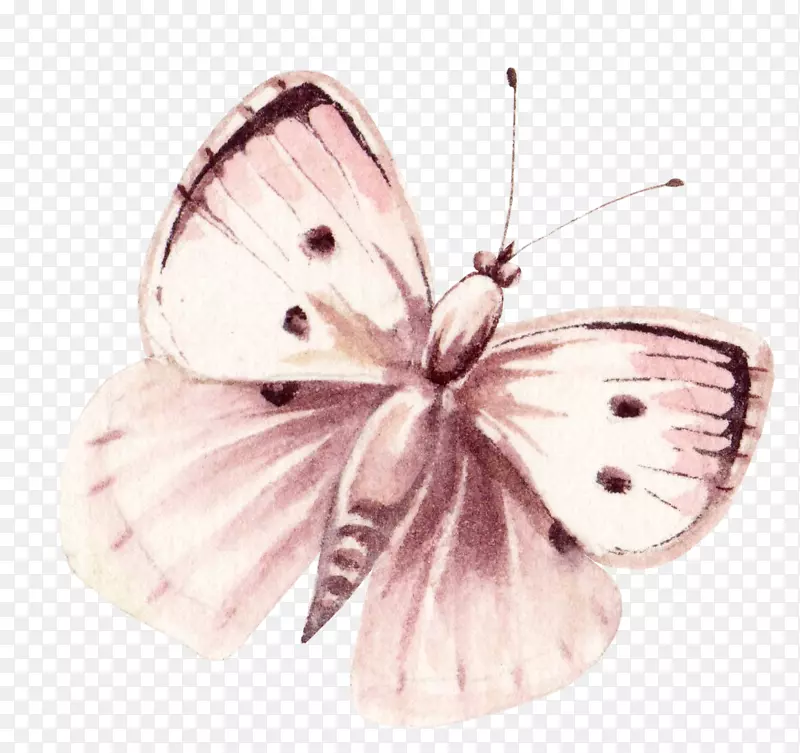 卡通手绘文艺简约蝴蝶动物插画设