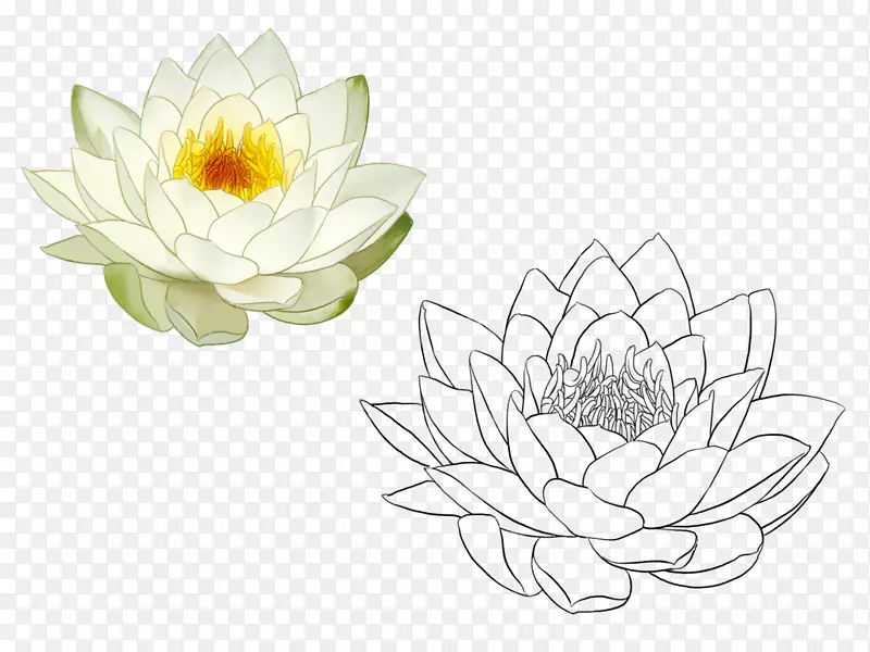 手绘莲花