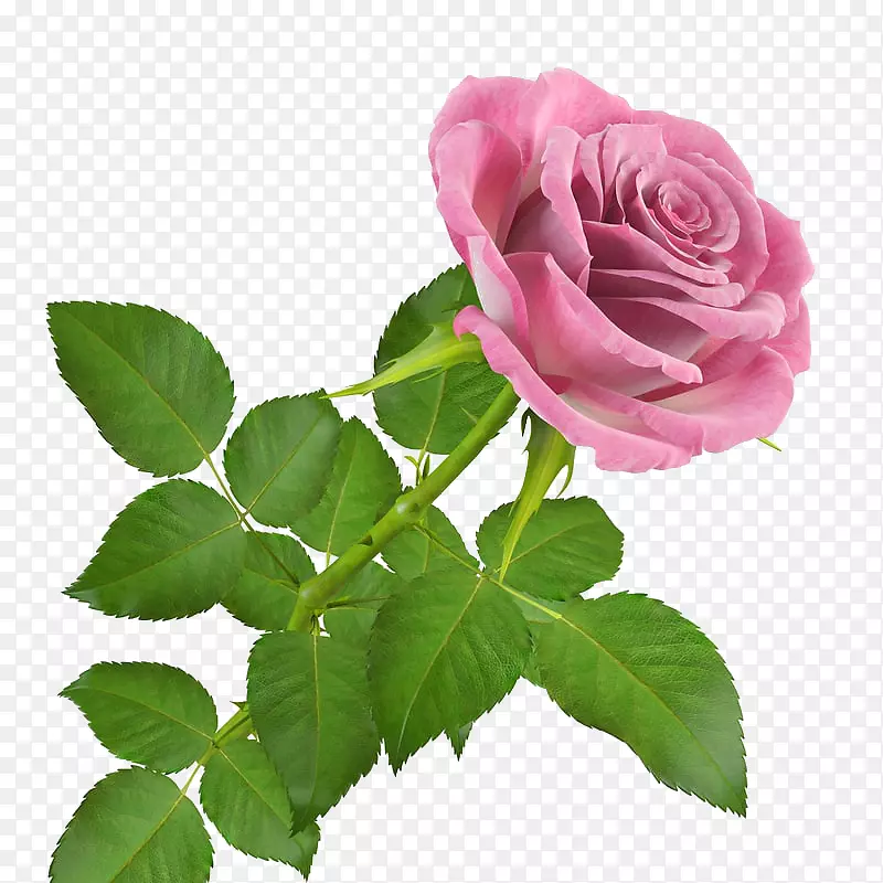 粉红色盛开单支玫瑰