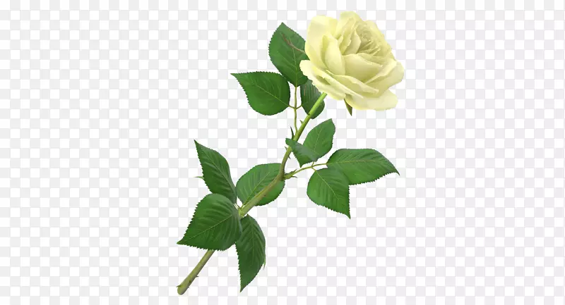 单支白色花朵单支玫瑰
