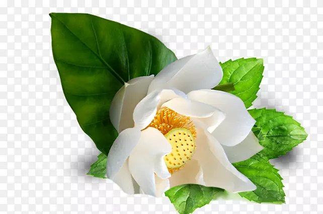 一个白色莲花