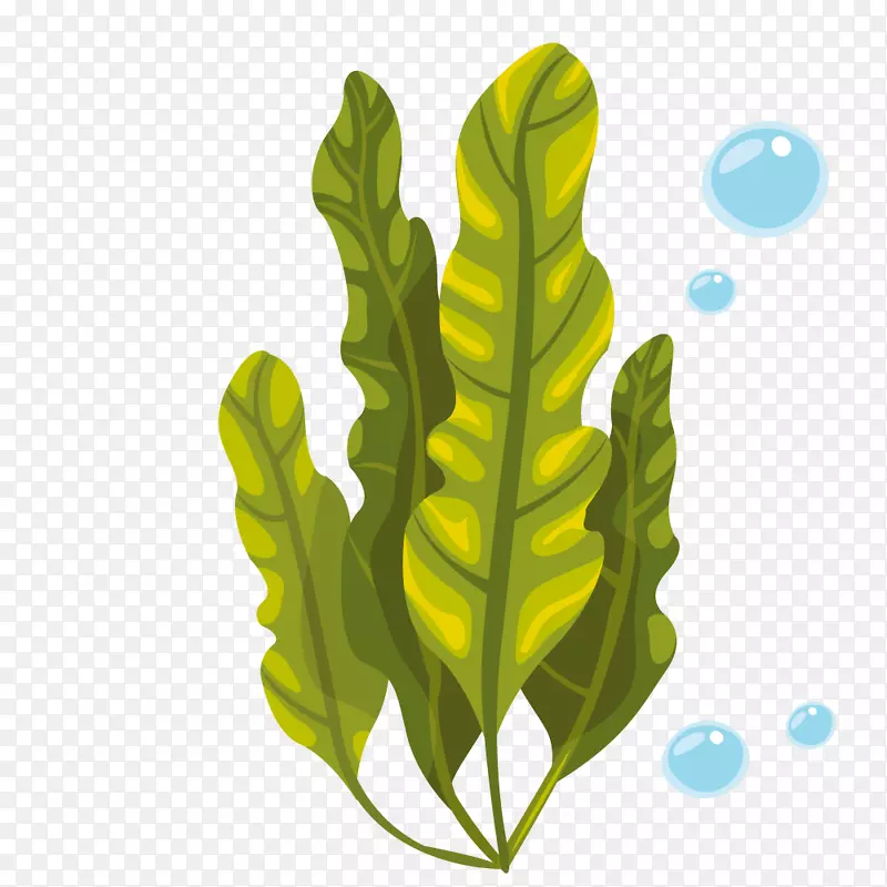 泡泡绿色水草植物
