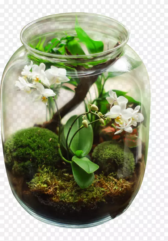 春天绿色植物玻璃罐子微景观