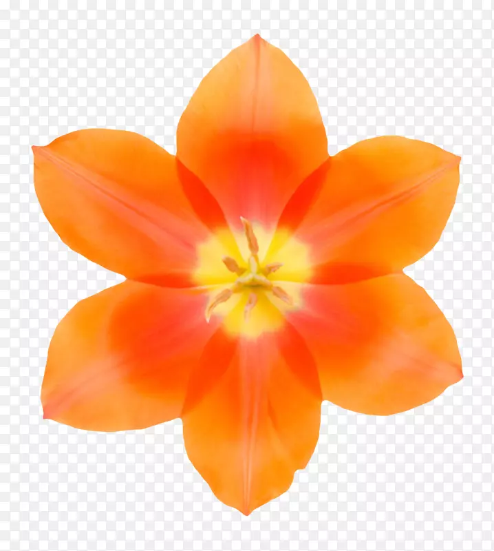 橙红色鲜艳的黄色芯的一朵大花实