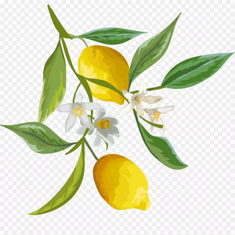 手绘绿叶上的黄色柠檬
