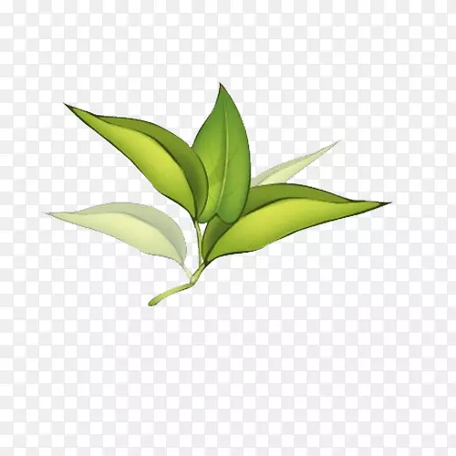 卡通手绘中草药素材