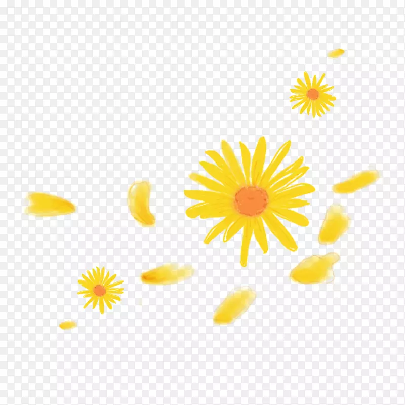 菊花 黄色 菊花 手绘