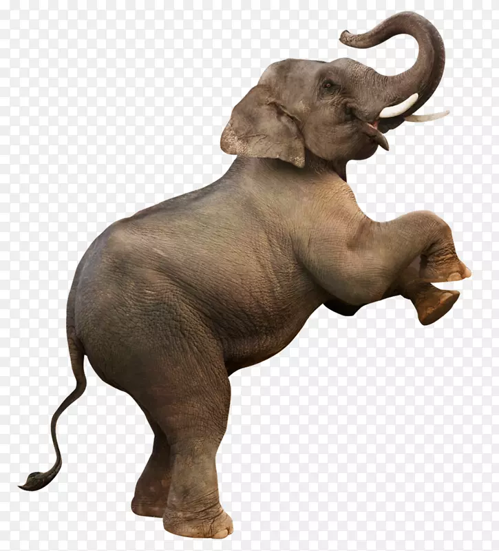 大象免抠动物象牙