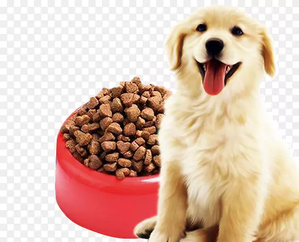 金毛犬宠物粮食图片素材