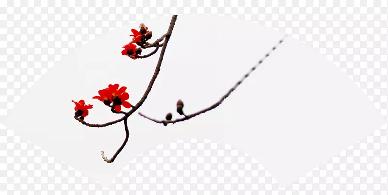 实物扇面木棉花