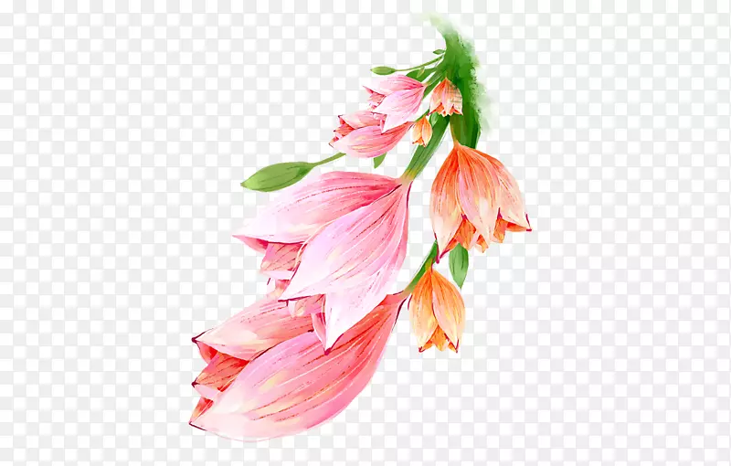 粉色高清手绘花卉素材
