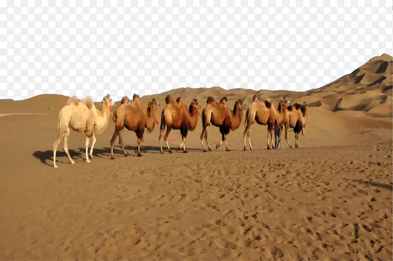 吐鲁番骆驼