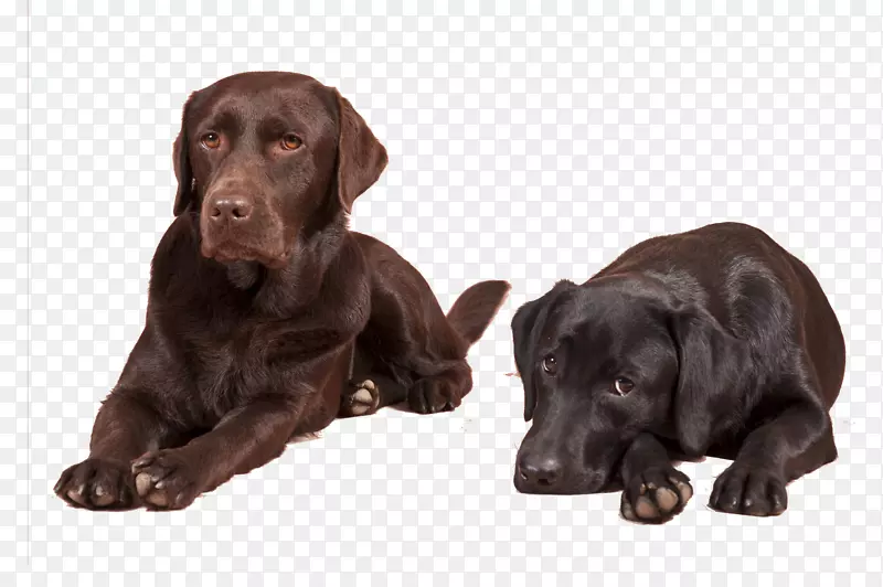 两只拉布拉多犬