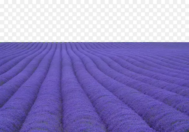 壮观紫色熏衣草