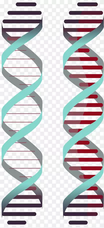 双螺旋矢量卡通风格DNA