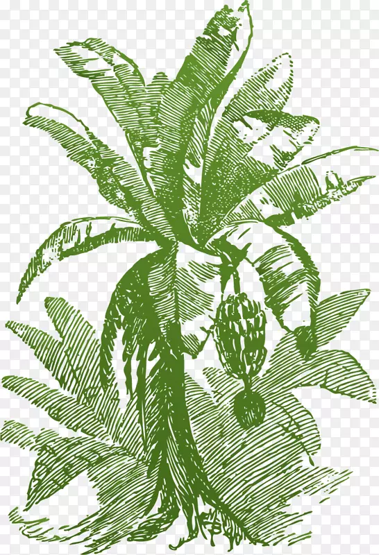绿叶迷你风格矢量香蕉树