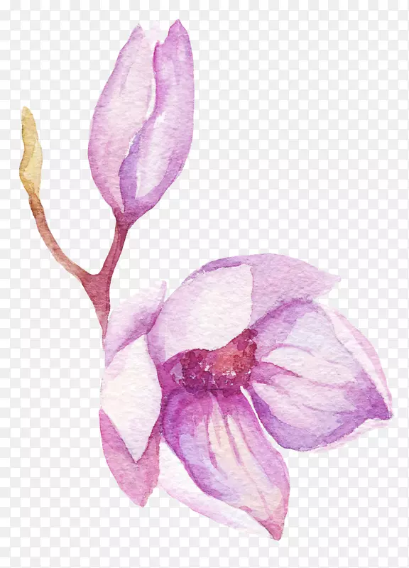 美丽的紫色玉兰花水墨图