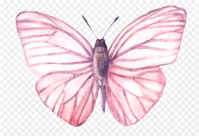 手绘水彩动物蝴蝶