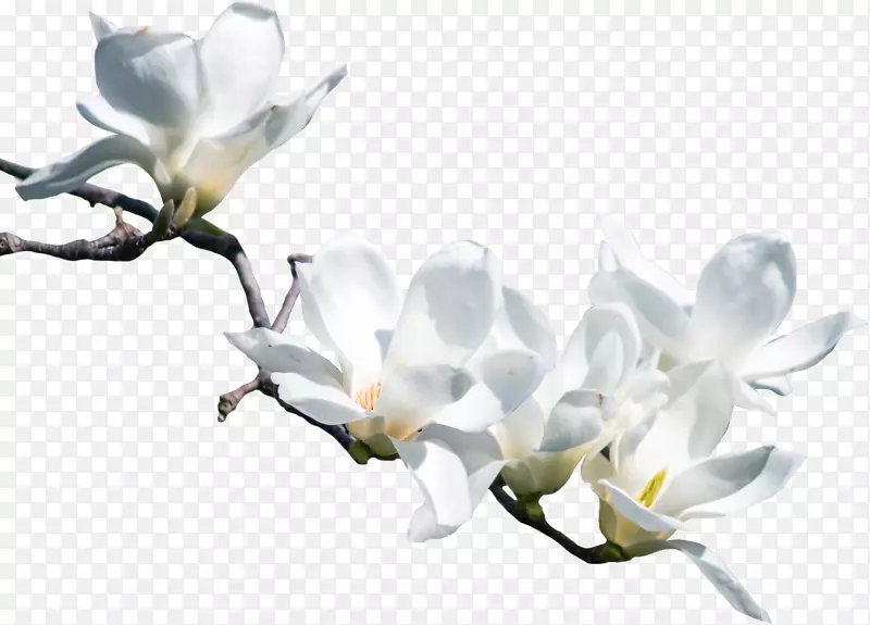 春季白玉兰花