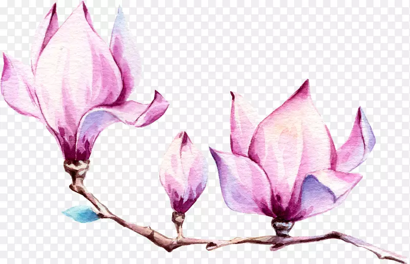 手绘漂亮紫色玉兰花