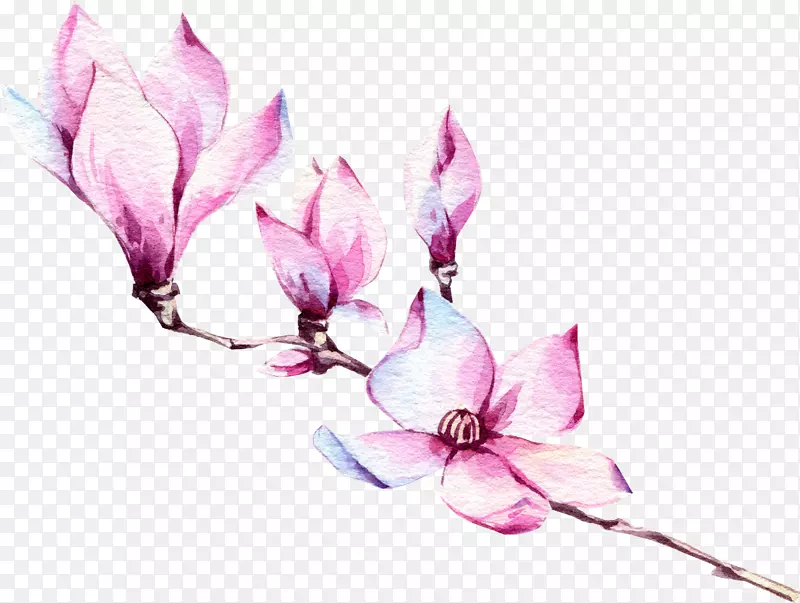 手绘紫色玉兰花装饰