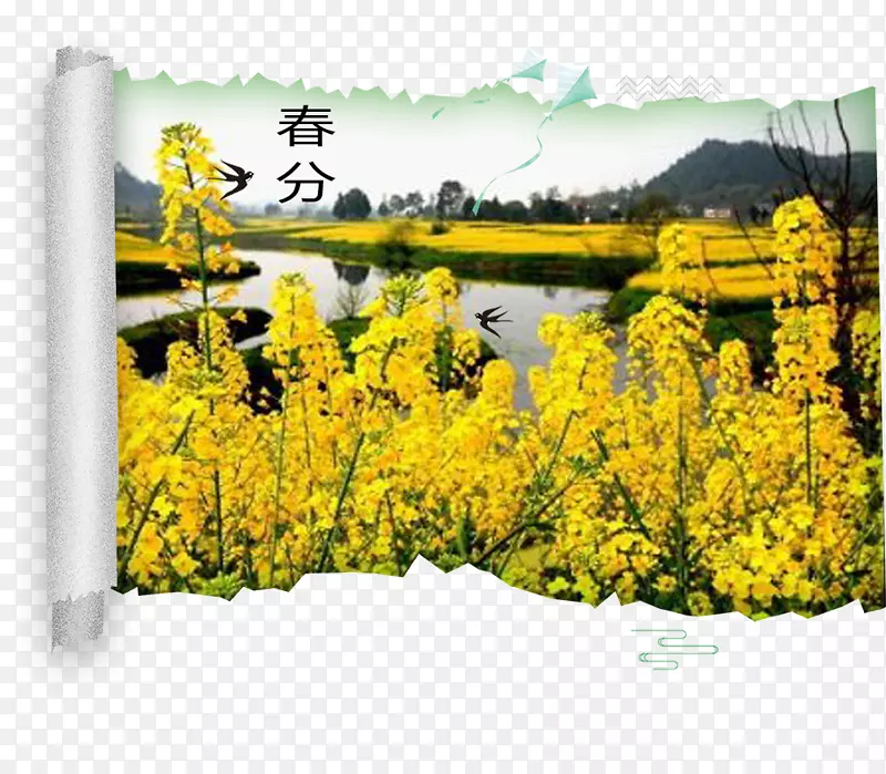 二十四节气之春分油菜花画卷插画PNG图片素材下载_图片编号aqnormgy-免抠素材网