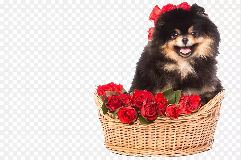 爱大红玫瑰的小狗