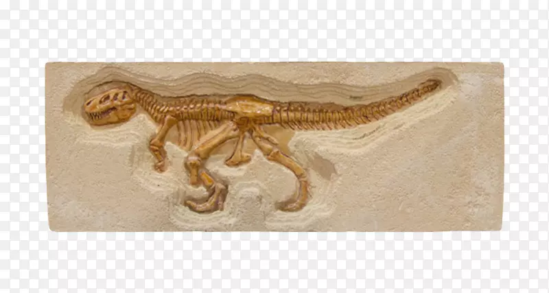 棕色小恐龙化石实物