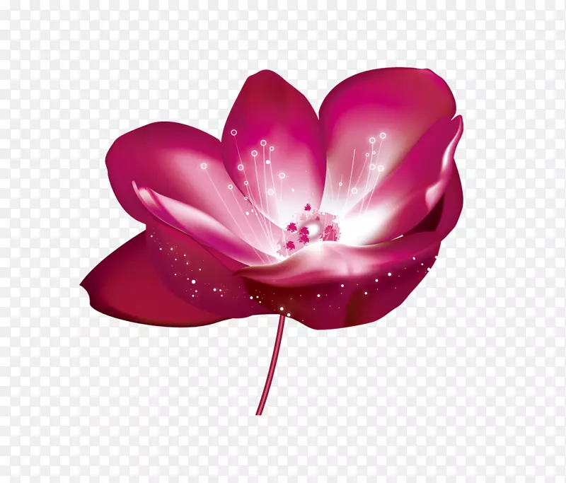 一朵粉色单叶野生玫瑰花