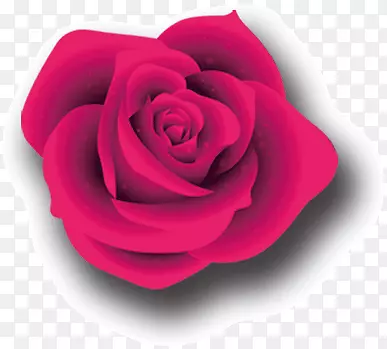 品红色玫瑰花