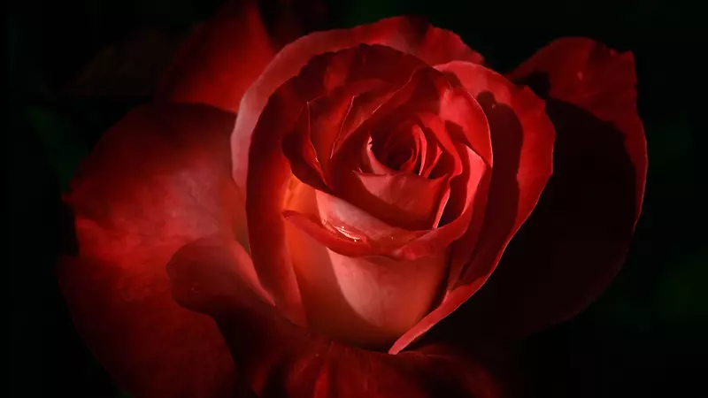 大红玫瑰花主题高清壁纸