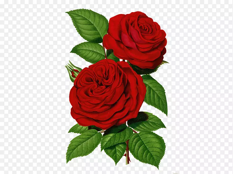两朵盛开的大红玫瑰