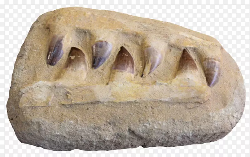 棕色沧龙牙齿化石实物